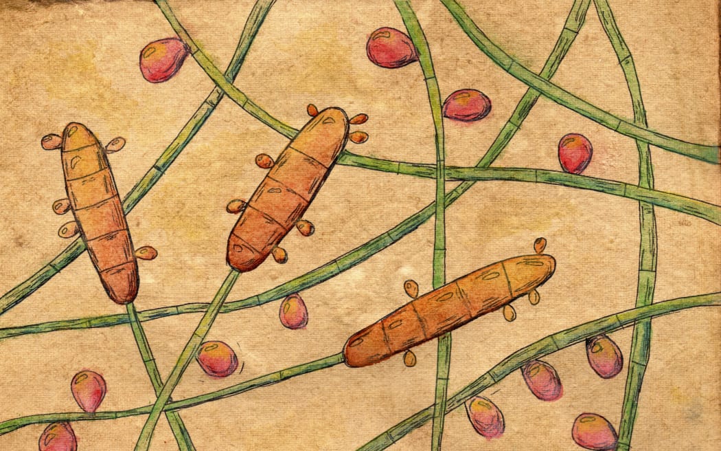 Illustration of Trichophyton rubrum fungi, showing macroconidium, microconidia and septate hyphae. This fungus infects skin and nails causing dermatophytosis and onychomycosis. (Photo by KATERYNA KON/SCIENCE PHOTO LIBRA / KKO / Science Photo Library via AFP)