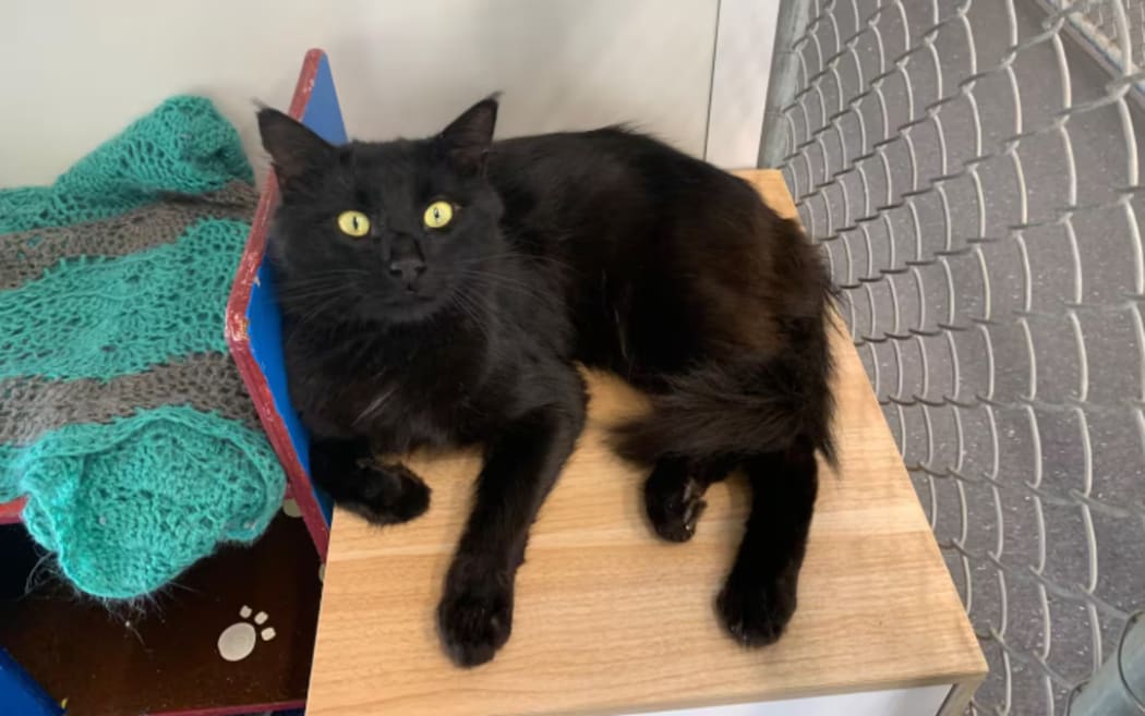 Boris the cat was among the animals missing after an overnight break-in at the Nelson SPCA. He still hasn't been found. Photo / SPCA Nelson-Marlborough