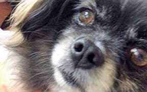Maltese dog, Buddy, died after being attacked by a larger dog at The Heads on Monday.