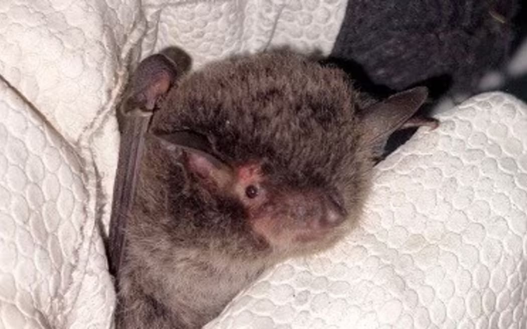 Eight Southern Myotis were captured during a first-of-its-kind harp trap survey in the Illawarra.