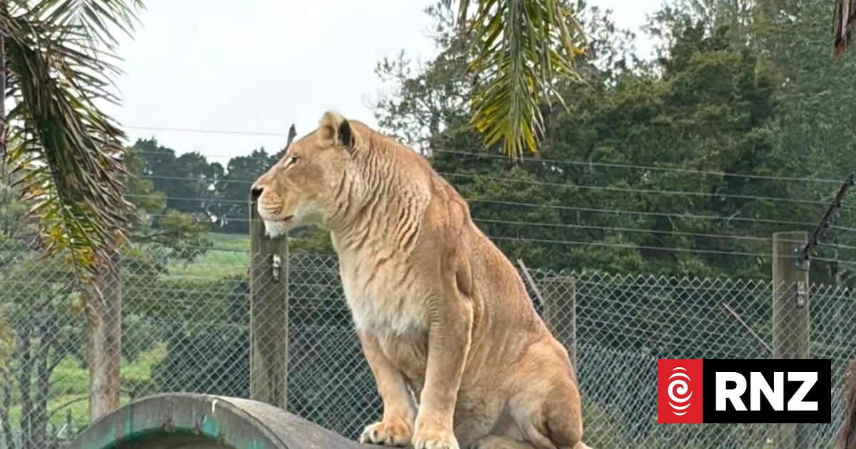 Former Kamo Wildlife Sanctuary lion Cleo dies, animal rescue group says