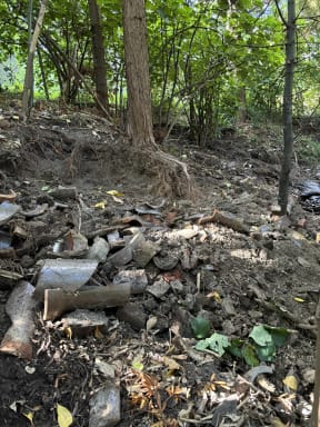 Bottle fossickers are thought to have dug up native trees at the Devonport park.