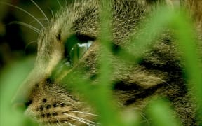 Toxic Zombie Death Machines .. a love story. A Thesis about the Cat Problem in NZ