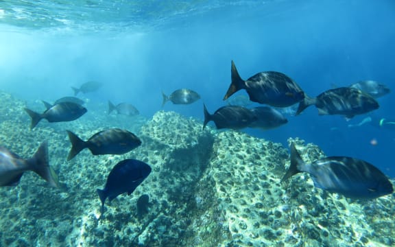 Rocky reef at Rangitāhua.