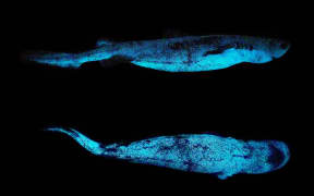 Glowing sharks captured off the coast of the Chatham Islands.