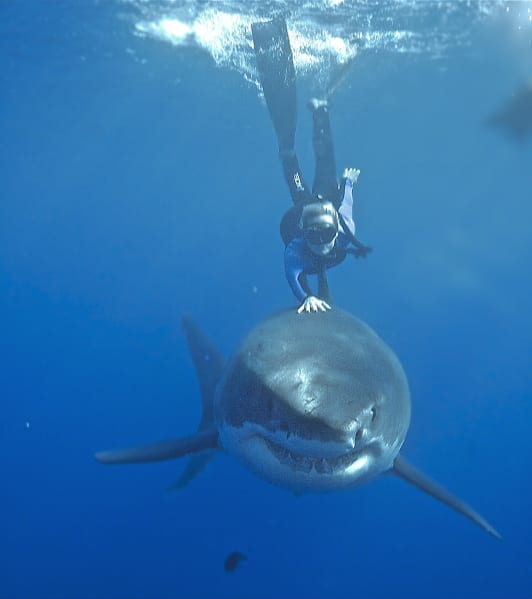 Shark Whisperer. Ocean Ramsey in Shark Whisperer. Cr. Ocean Ramsey/Courtesy of Netflix © 2025