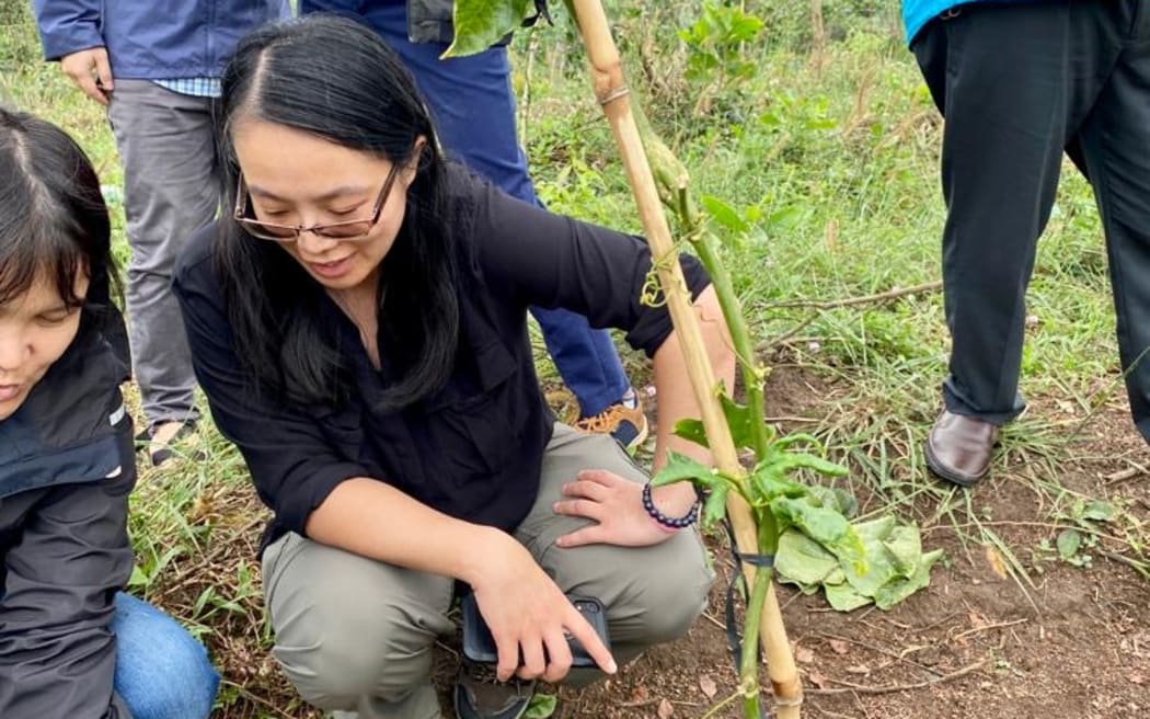Plant and Food Research senior scientist Karmun Chooi studying passionfruit in Vietnam.