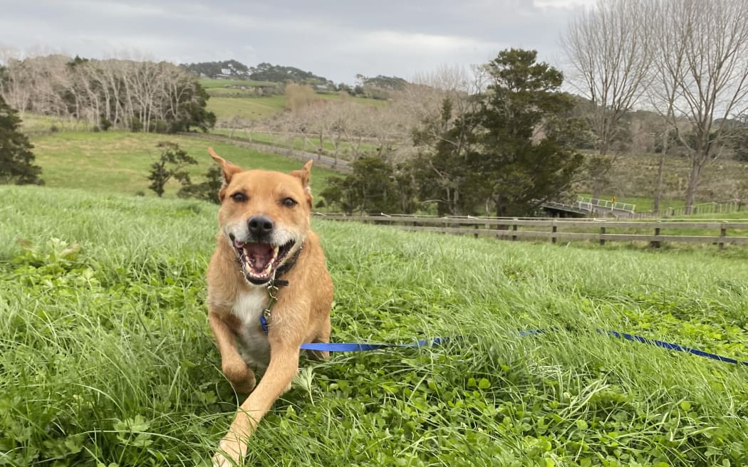 Coco, a dog in the care of Pet Refuge, going for a run in a paddock.