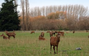 Stags on a deer velvet farm in North Canterbury
