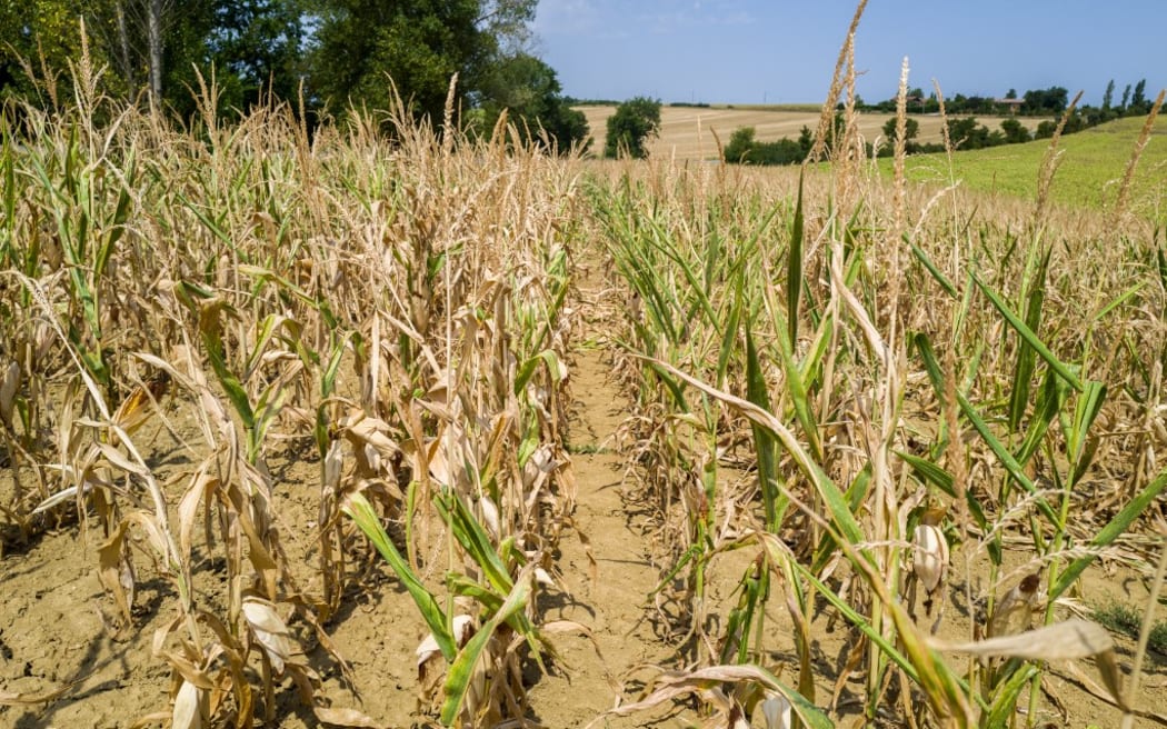 France, Saint Leon 2022-08-6. A field of maize in the Lauraguais near Toulouse which has experienced high heat with very dry land without precipitation for weeks.
France, Saint Leon 2022-08-6. Un champ, de mais dans le Lauraguais a cote de Toulouse qui a connu les fortes chaleurs avec une terre tres seche sans precipitation depuis des semaines. (Photo by Frederic Scheiber / Hans Lucas / Hans Lucas via AFP)