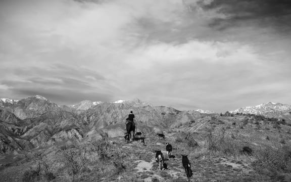 Shepherd Ash Orr mustering in the  Kaikōura Ranges