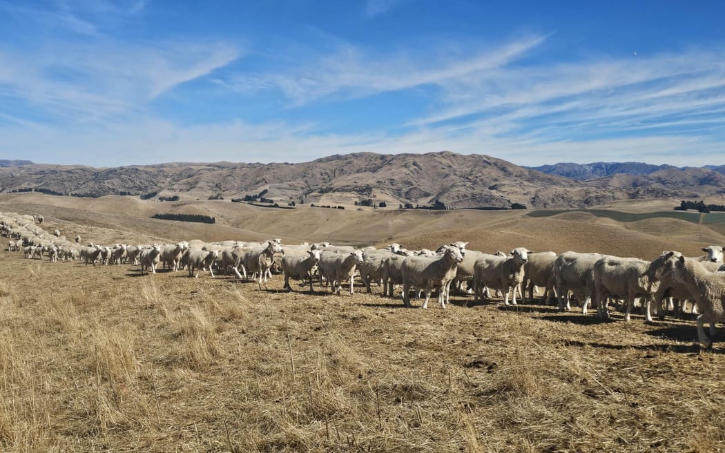 Hurunui drought
