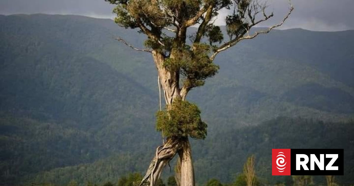 Northern rātā walks away with victory in Tree of the Year competition | RNZ