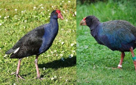Pukeko and Takahe