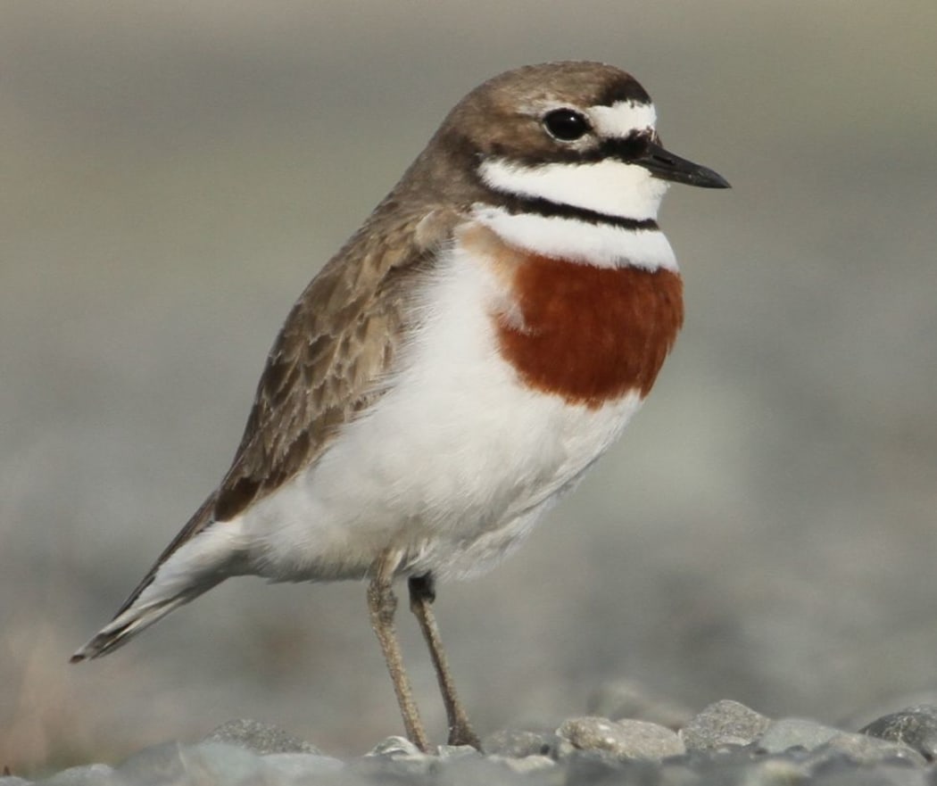 Male banded dotterel.