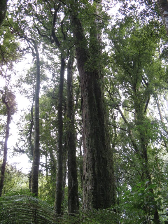 Mamaku Bush
