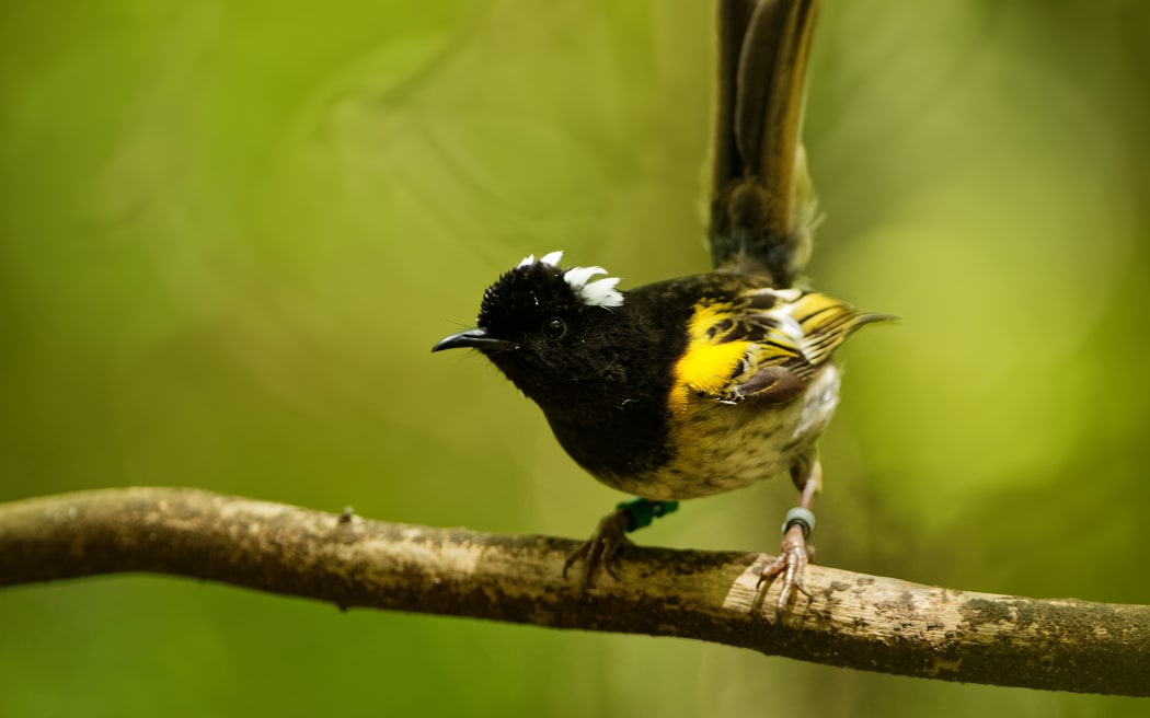Hihi bird.