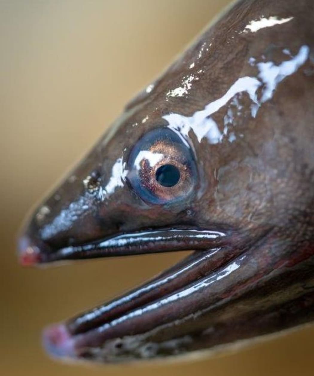 Migrating longfin eels develop particular physical characteristics including a blue ring around the eye. Their stomachs shrink and they cease eating.