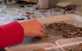 Archaeologists sort through items found along the route of the new expressway being built on the Kapiti Coast.