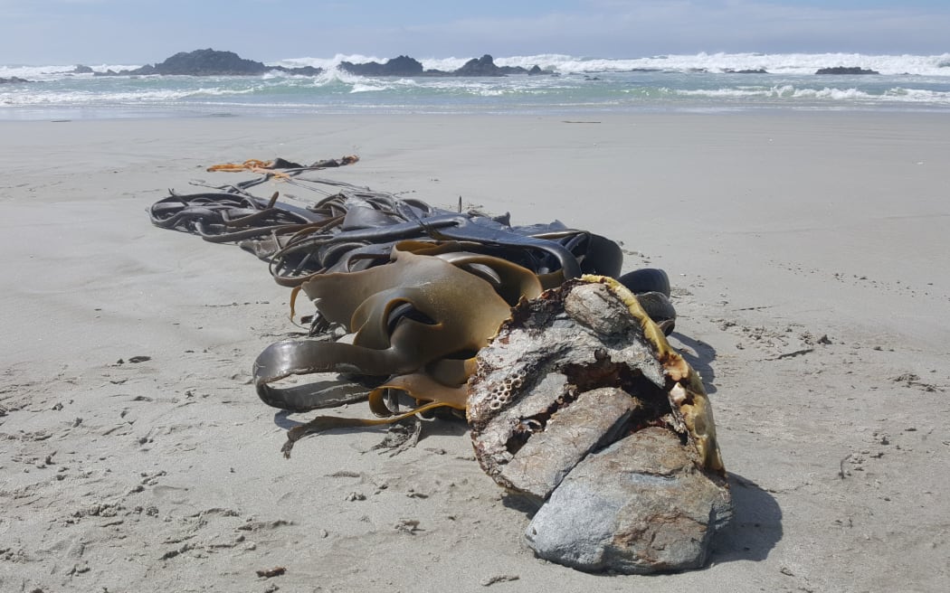 This bull kelp holdfast contains local rocks, but sometimes rocks are moved hundreds of kilometres from their source as they raft with the kelp. The offshore rocks in the background mark the uplifted edge of a fault.