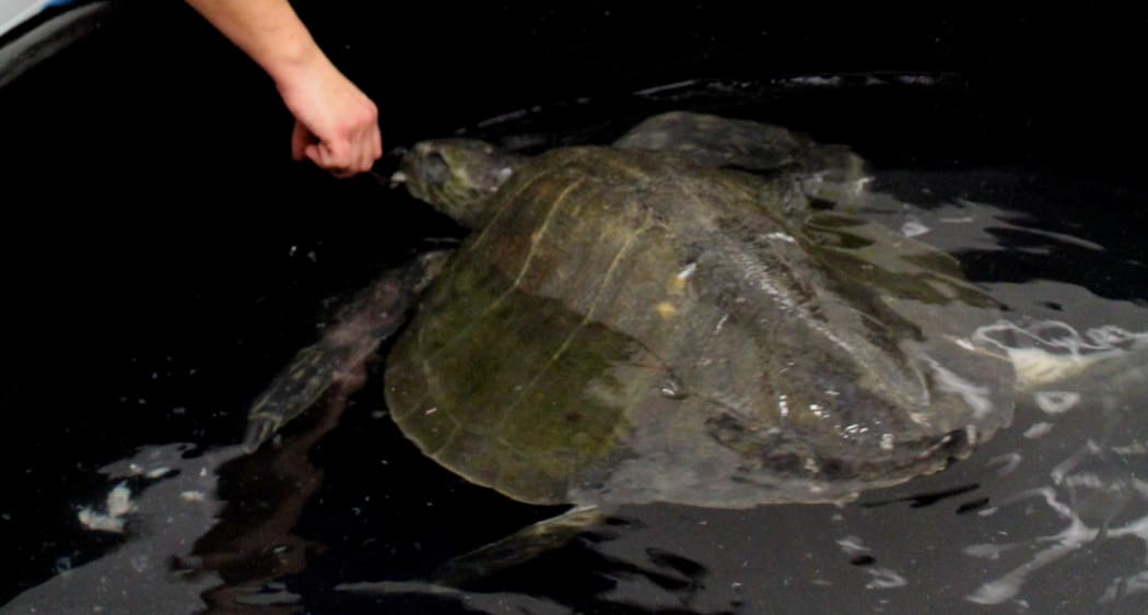 'Ridley' the Sea Turtle
