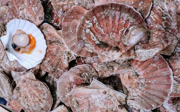 Closeup view of fresh scallop shell on sale on local market.