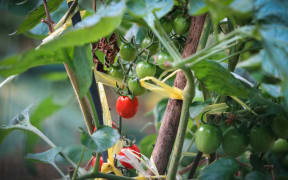 Tomatoes growing on a vine.