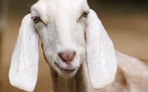 close-up of a goat