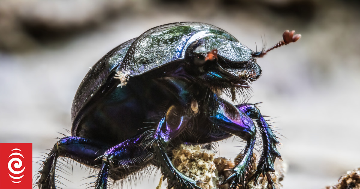 Fears dung beetle investment will be flushed away
