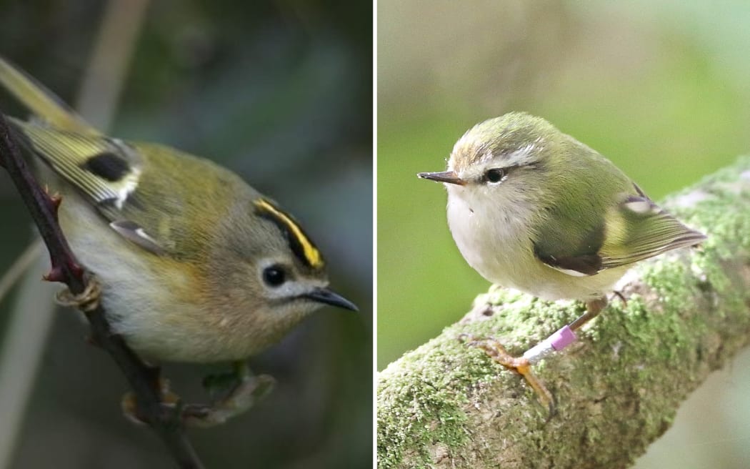A collage of two birds. On the left is a small olive bird with a bright yellow eyebrow. On the right is a small green and beige bird on a branch.