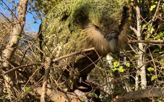 The youngest chick of the bumper kakapo breeding season of 2018-19, Stella-3-B, has reached the 150-day milestone when it  is considered to be a juvenile.