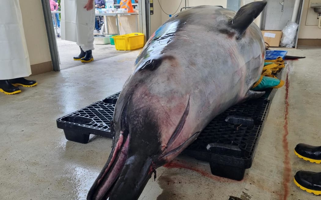 The world's first dissection of a rare spade-toothed whale that washed up on a beach south of Dunedin in July will happen today.