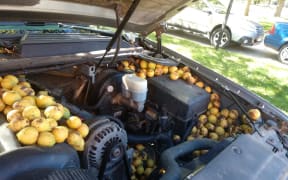 One red squirrel has targeted Fargo resident Bill Fischer's pickup truck for nut storage.