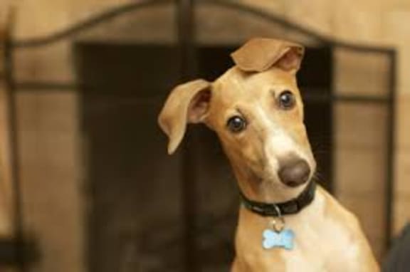 greyhound