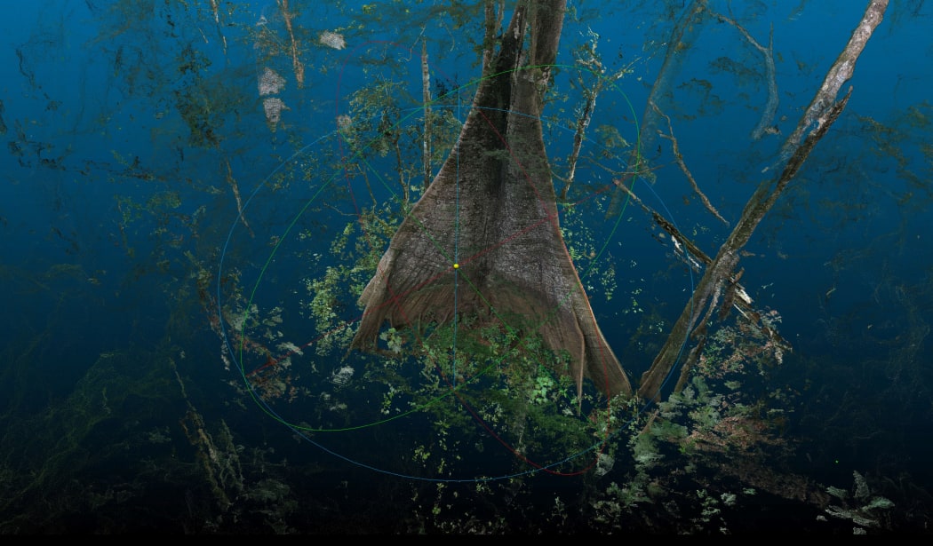 An Amazon tree scan.