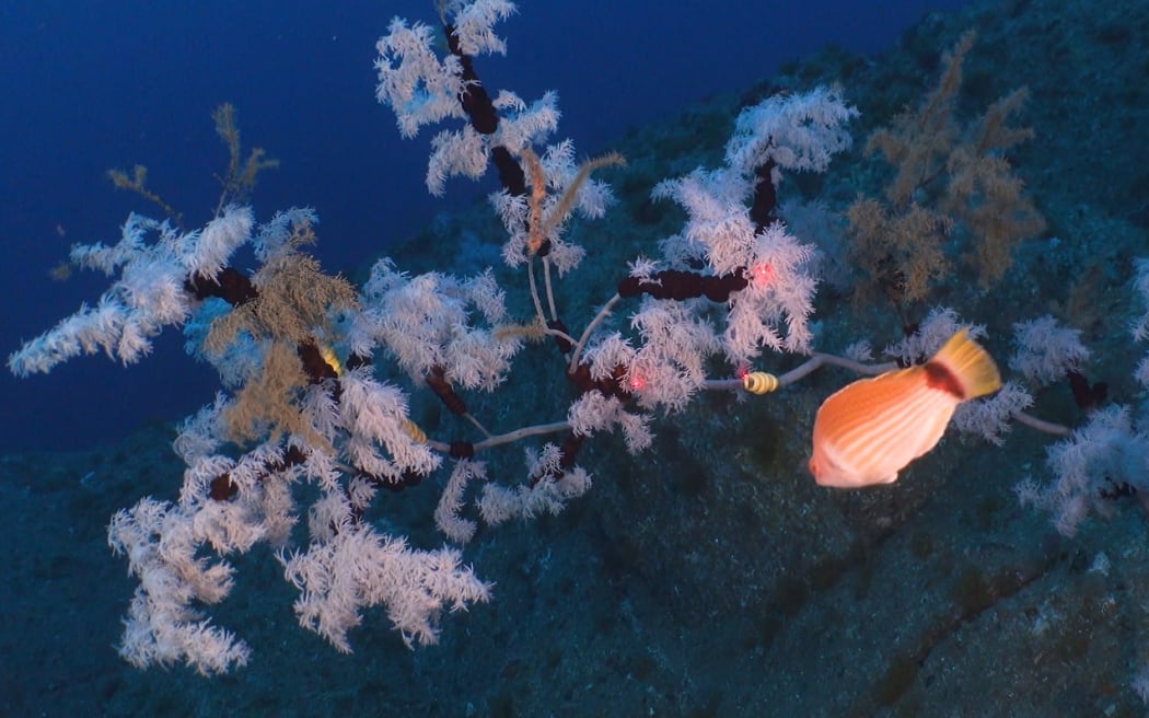 An underwater scene in dark blue water, of white feathery aquatic corals attached to dark stems, with a bright orange fish swimming among the fronds.
