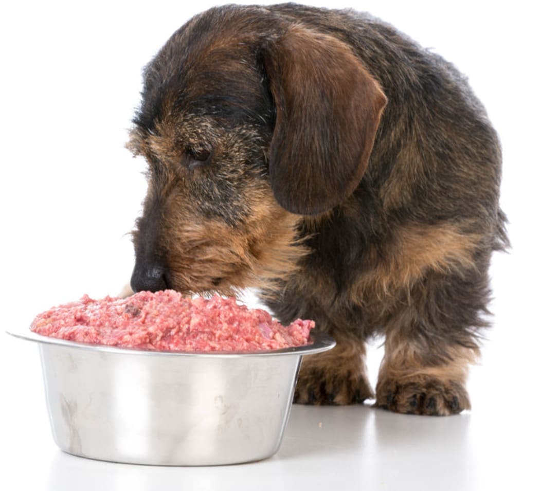 Vets warn raw meat diet could harm pets health RNZ News