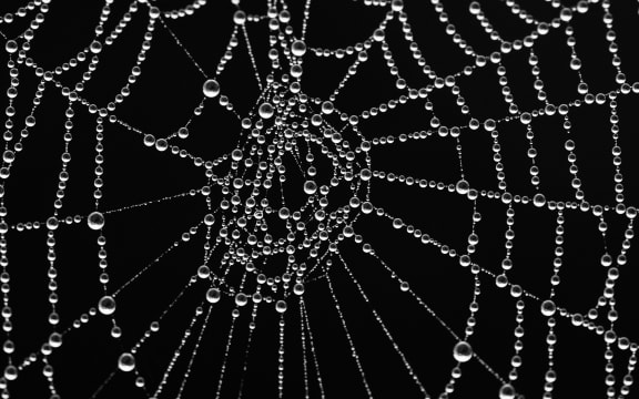 Spider web with morning dew.