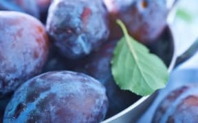 Black Doris Plums