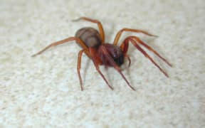 Periegops suterii - the six eyed spider