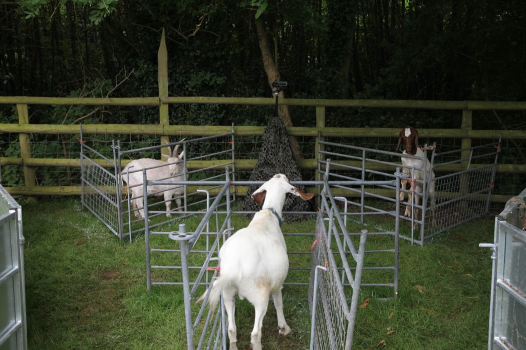 Researchers tested whether goats recognised other goats familiar to them by setting up a three-pen configuration.