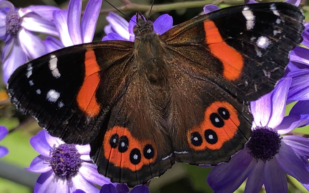 Red admiral butterfly