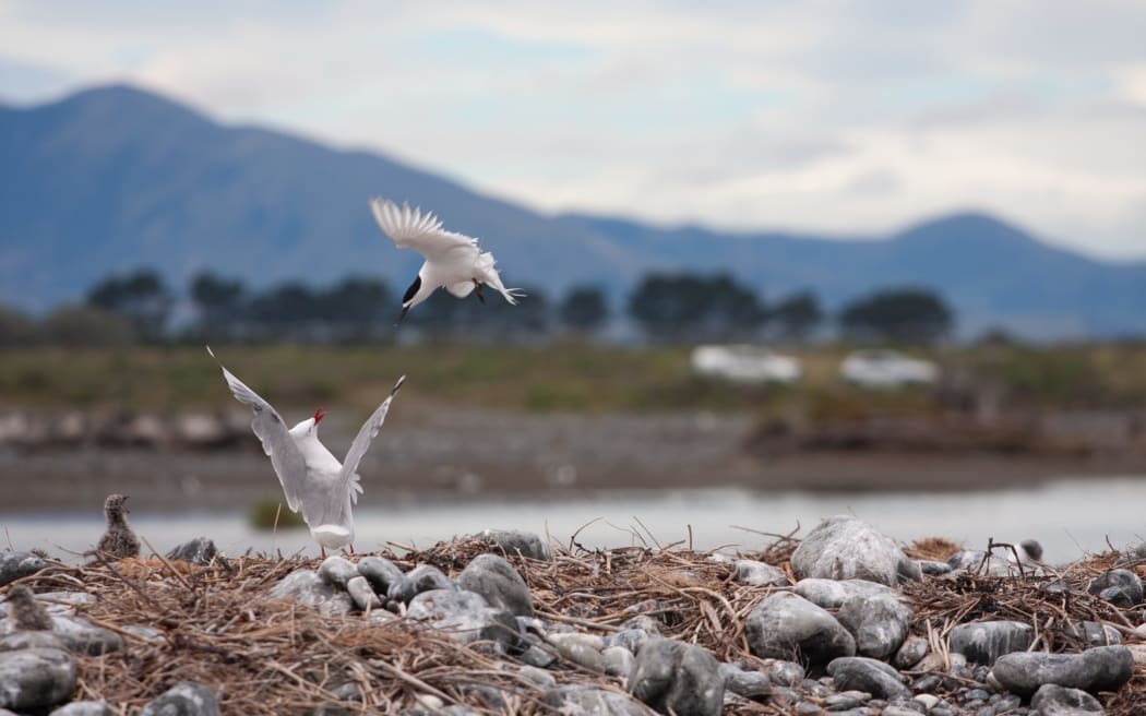 A white-fronted tern hassles a red-billed gull and its chick at the Waiau Toa Clarence River. The colony later failed shortly after due to flooding, and ‘‘destructive 4WD behaviour’’. Red billed and black billed gulls and white fronted terns have since had more success nesting at rocky outcrops further south down the Kaikōura coast at Ohau and Rakautara.