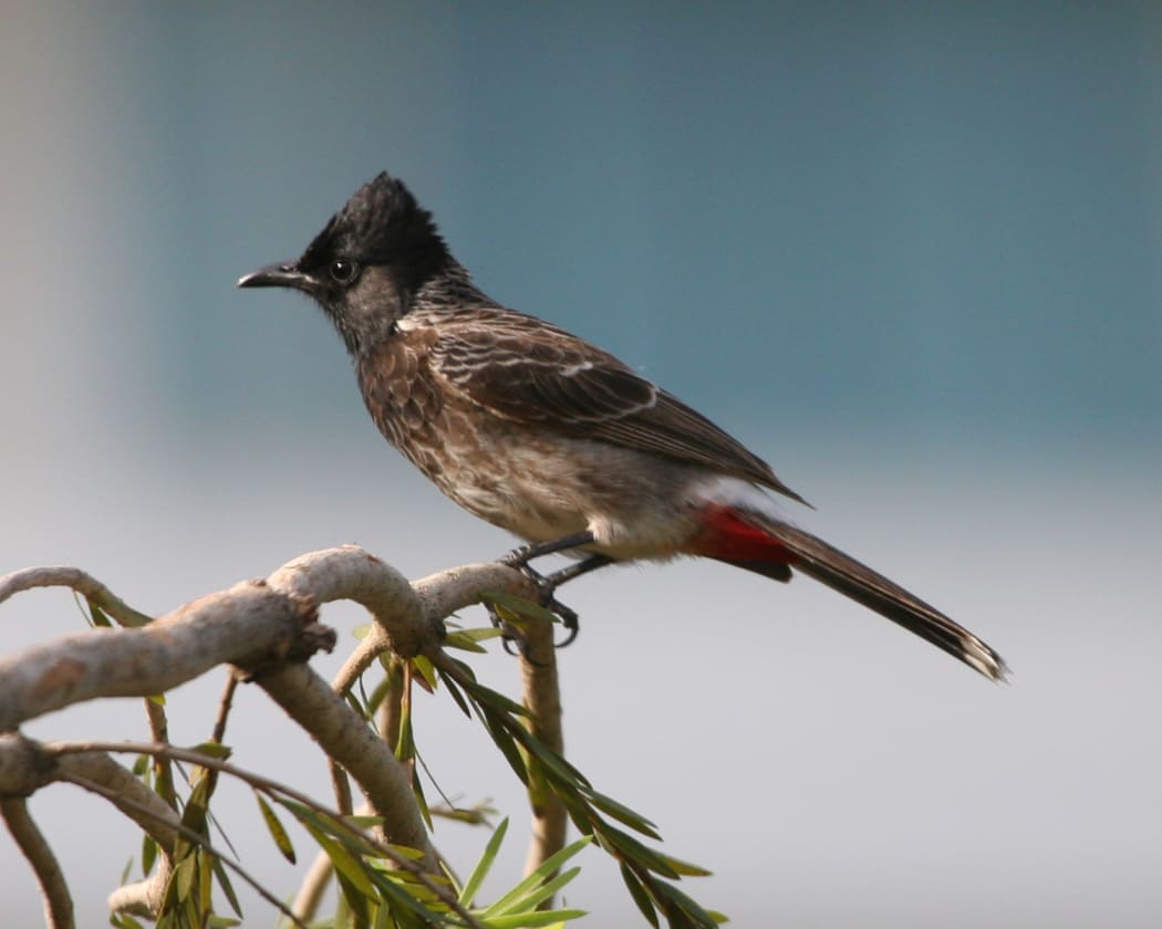 The 'wanted' Red Vented Bulbul