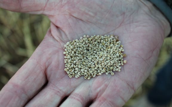 Quinoa