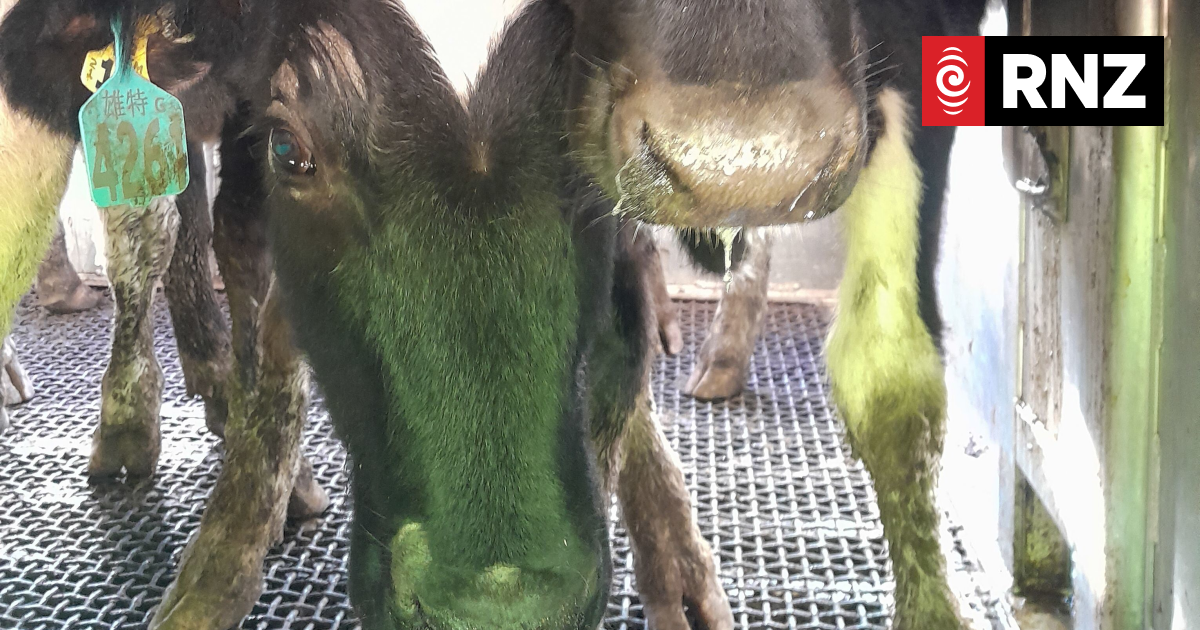 Ban on live animal exports likely to be overturned by new government - Vimarsana News
