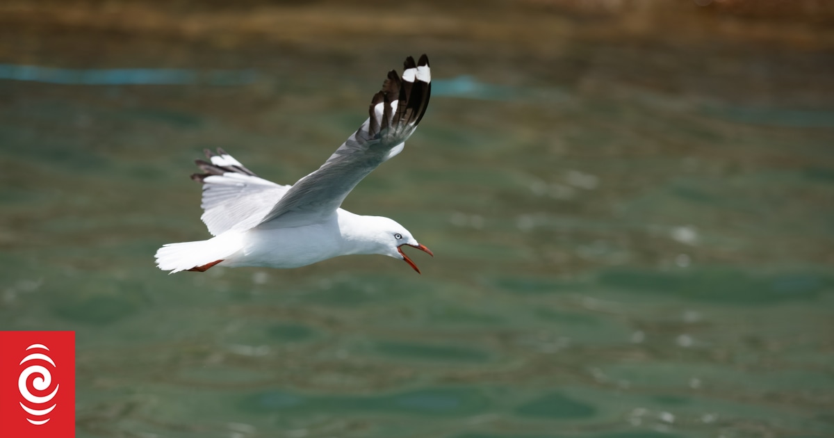 Almost 20 tarāpunga gulls found dead in Kaikōura's South Bay - Vimarsana News