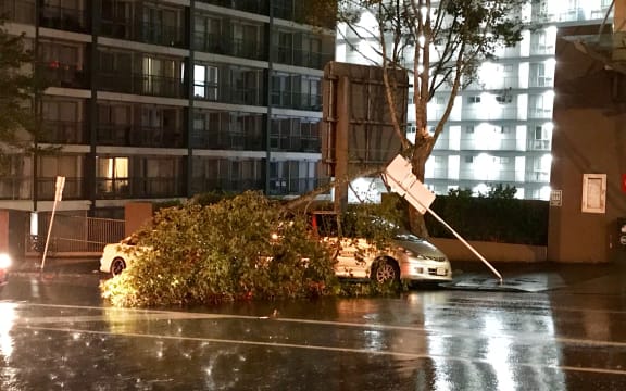 A tree fallen over a car on Cook St, outside the RNZ office, after a major storm overnight.