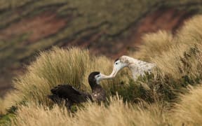 Antipodean albatrosses =  The pair touching bills: