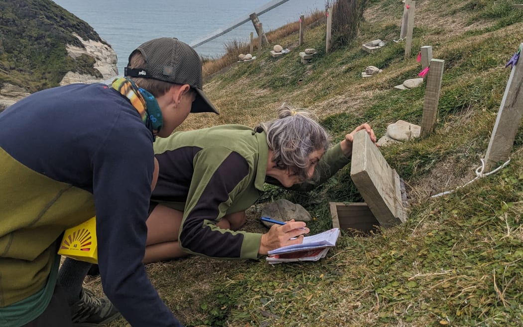 Volunteers at the Wharariki Ecosanctuary check the fluttering shearwater burrows at Cape Farewell.